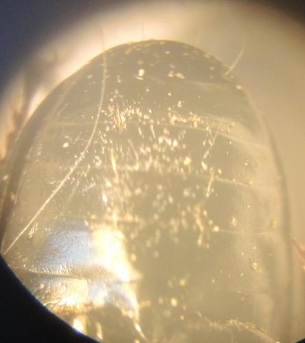Pterostichus nigrita